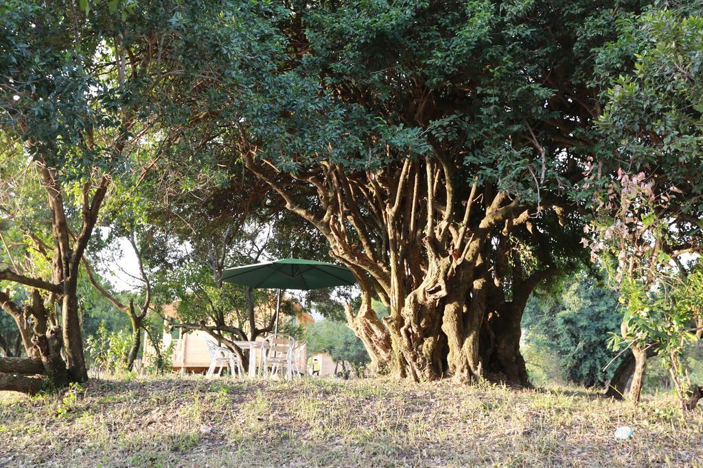 Jambo Mara Safari Lodge Ololaimutiek Kültér fotó