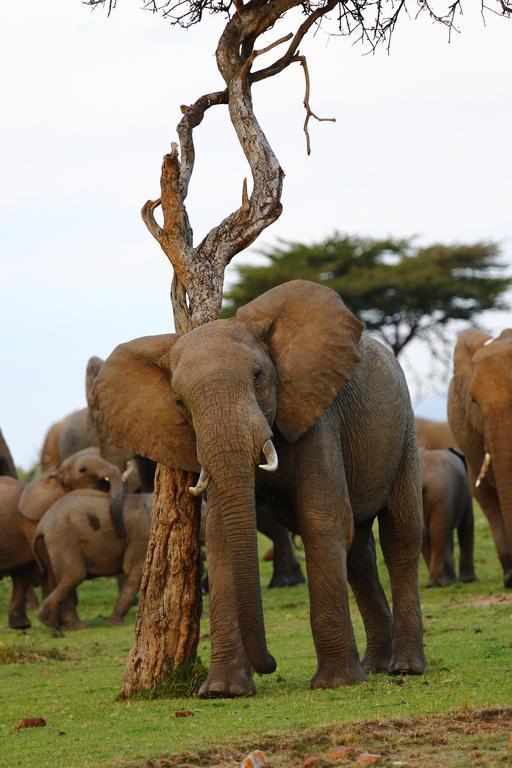 Jambo Mara Safari Lodge Ololaimutiek Kültér fotó