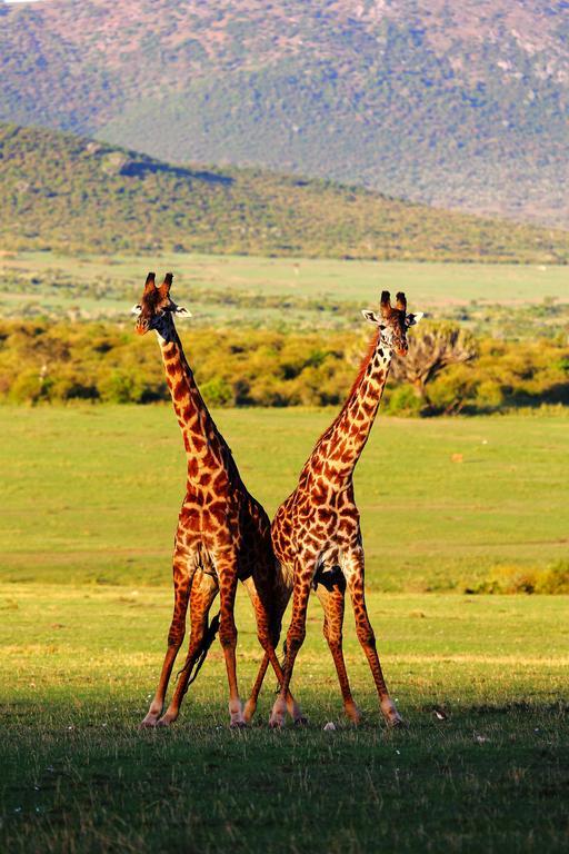Jambo Mara Safari Lodge Ololaimutiek Szoba fotó